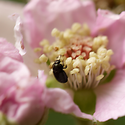 M-N Caron ''Ascension''